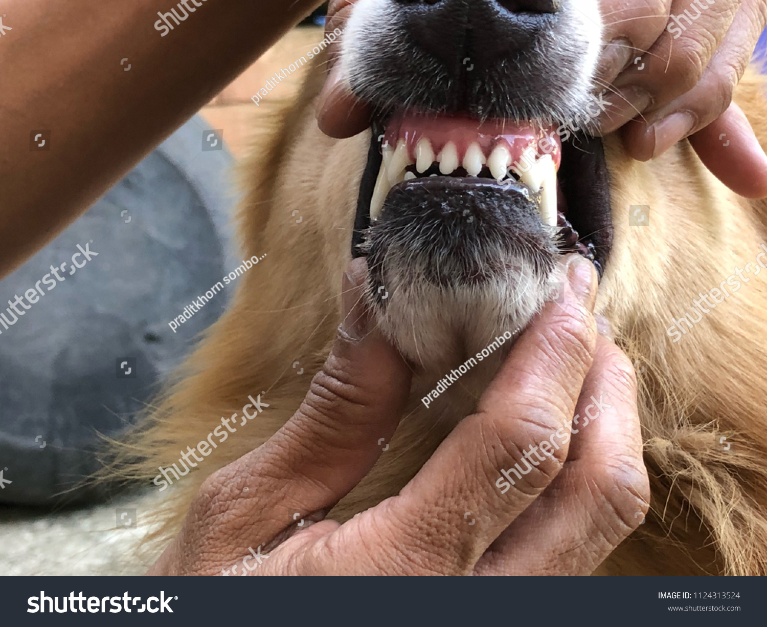 Owner Checks Teeth Golden Retriever Dog Stock Photo Edit Now 1124313524