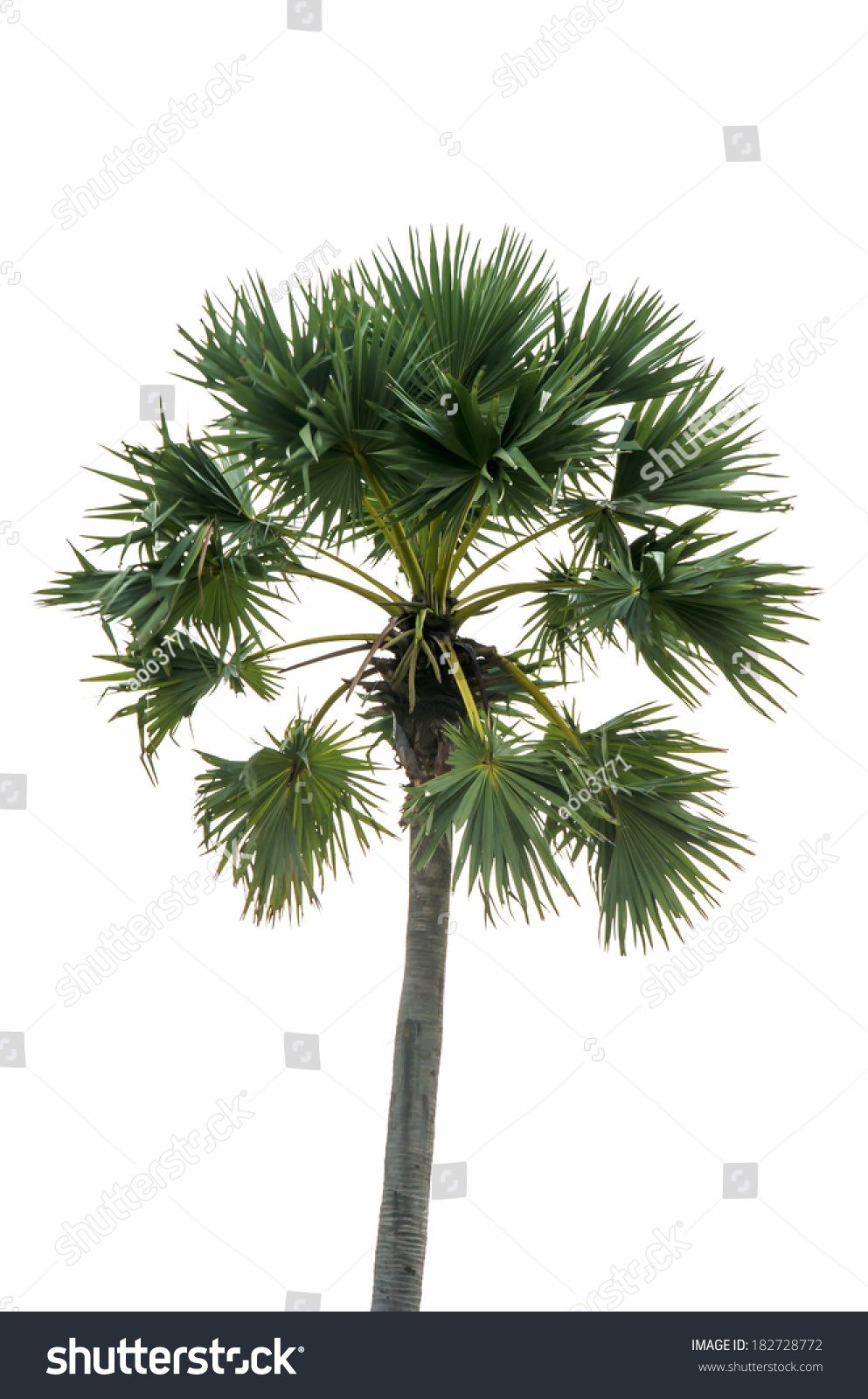 Palm Trees Isolated White Background Stock Photo 182728772 - Shutterstock