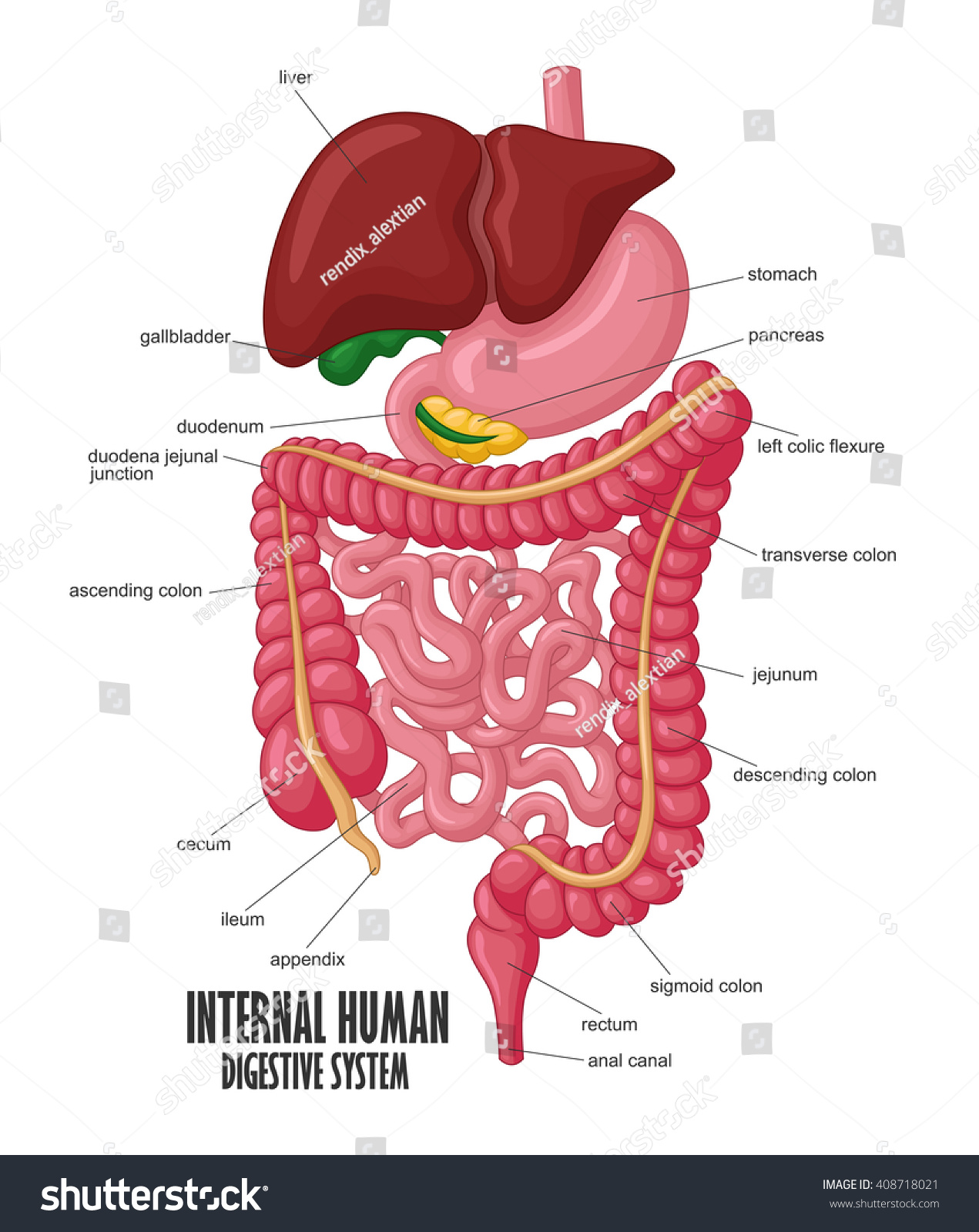 The Part Of Internal Human Digestive System Illustration - 408718021 ...