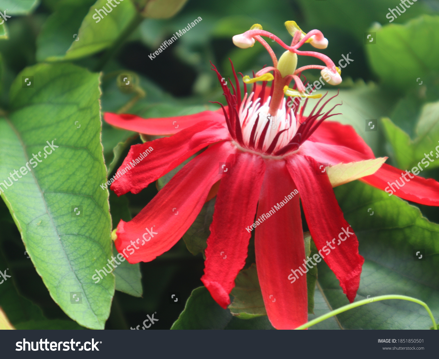 Passiflora Vitifolia Vine Tendrils That Appear Stock Photo (Edit Now ...