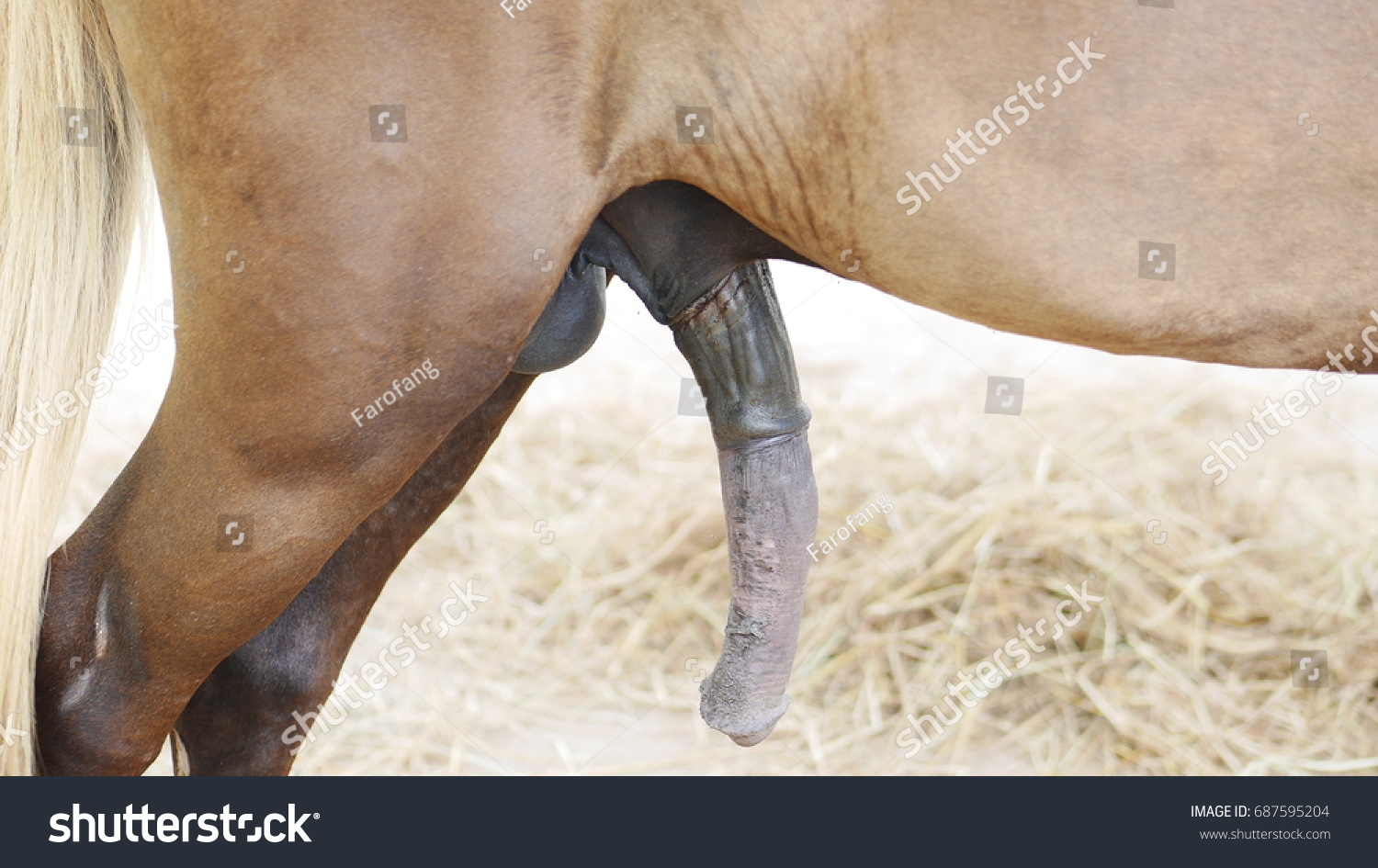 Cock pics horse Horse Boners