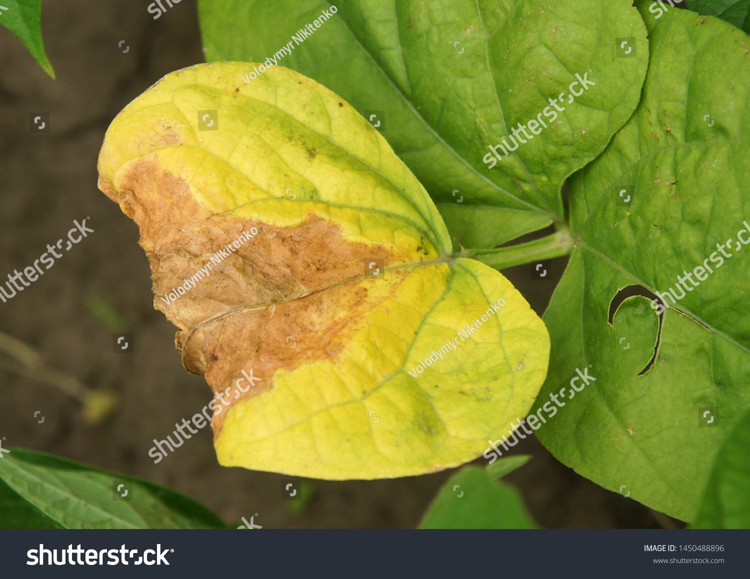 Phaseolus Bean Plant Damaged By Rust Stock Photo 1450488896 | Shutterstock