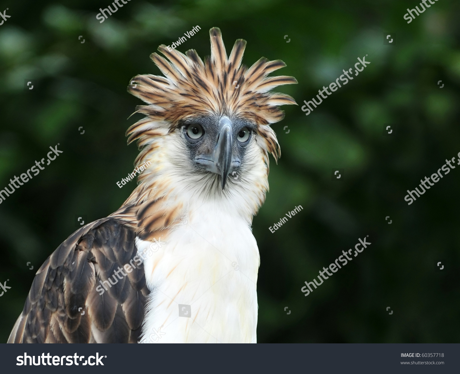 The Philippine Eagle Also Known As The Monkey-Eating Eagle Stock Photo ...