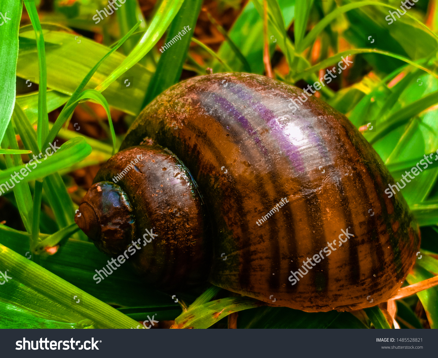 Philippine Golden Apple Snail Which Locally Stock Photo Edit Now