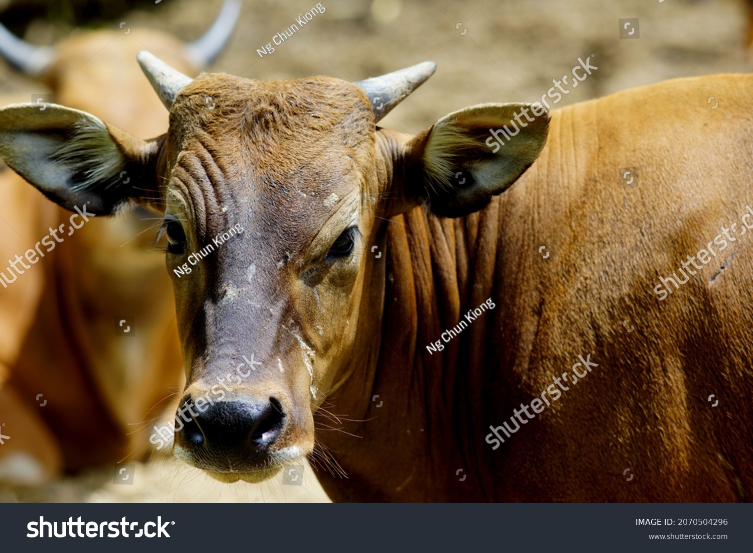 Photo Showing Portrait Big Brown Beef Stock Photo 2070504296 | Shutterstock