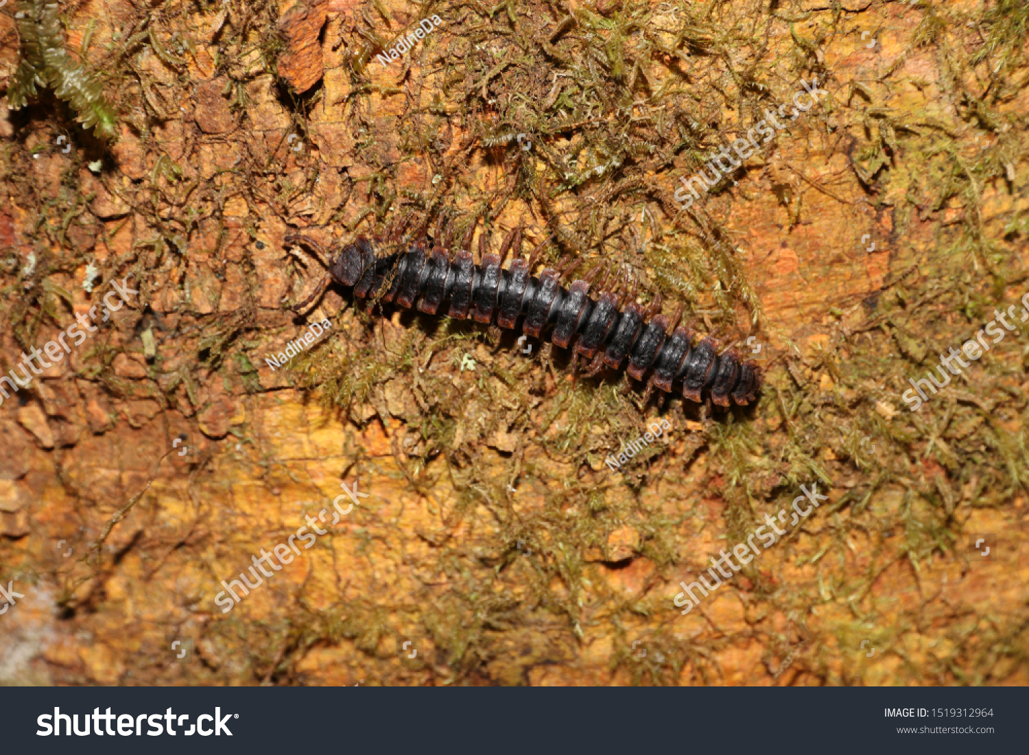 Picture Showing Millipede Malaysian Jungle Stock Photo Edit Now 1519312964