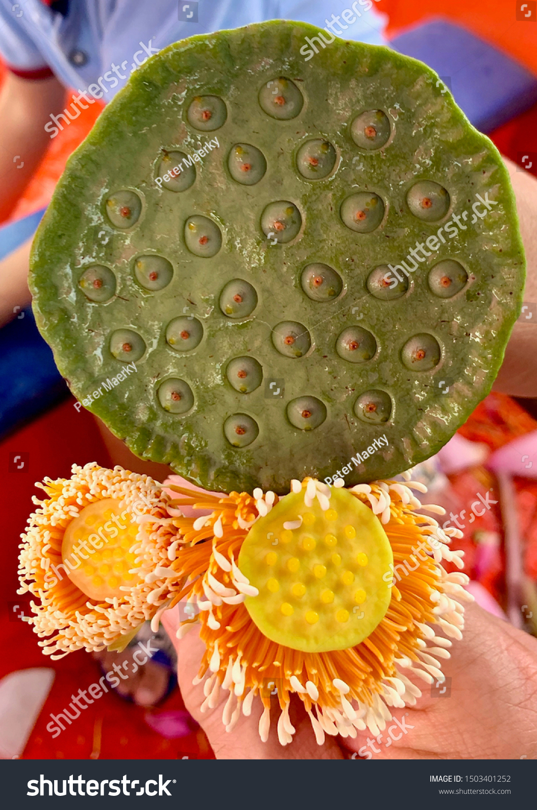 Pink Lotus Flower Different Stages Growth Stock Photo 1503401252 ...