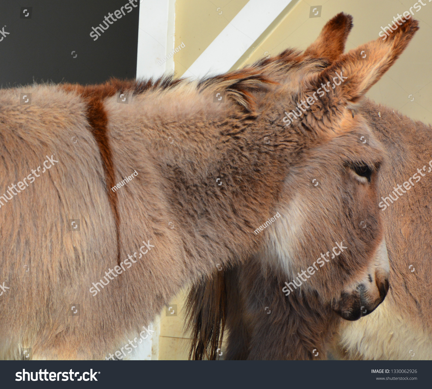 Donkey with head up his ass