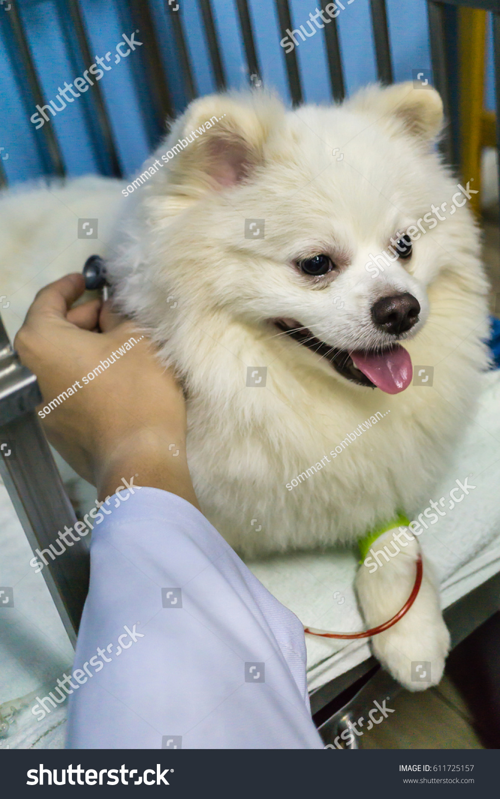 Pomeranian Mix Dog S Check Lung Stock Photo Edit Now