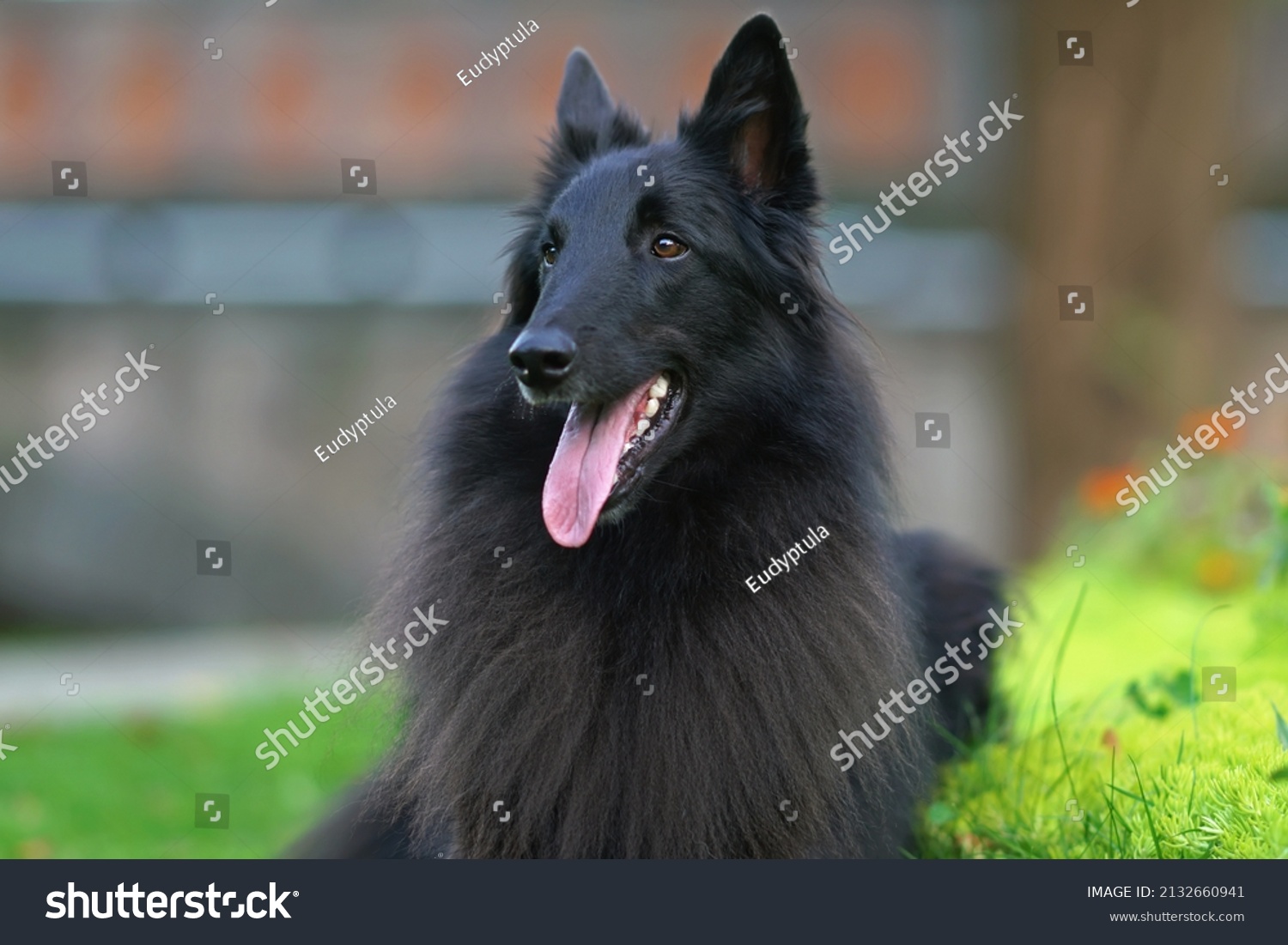 Portrait Young Belgian Shepherd Dog Groenendael Stock Photo 2132660941 ...