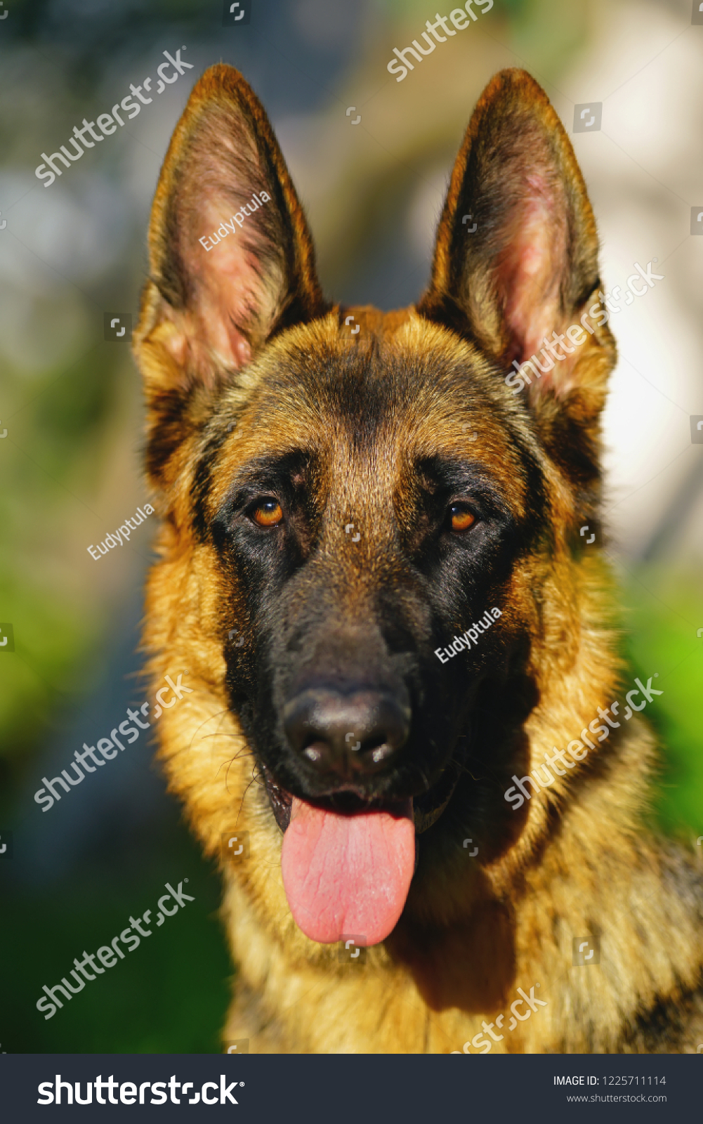 Portrait Young Shorthaired German Shepherd Dog Stock Photo Edit