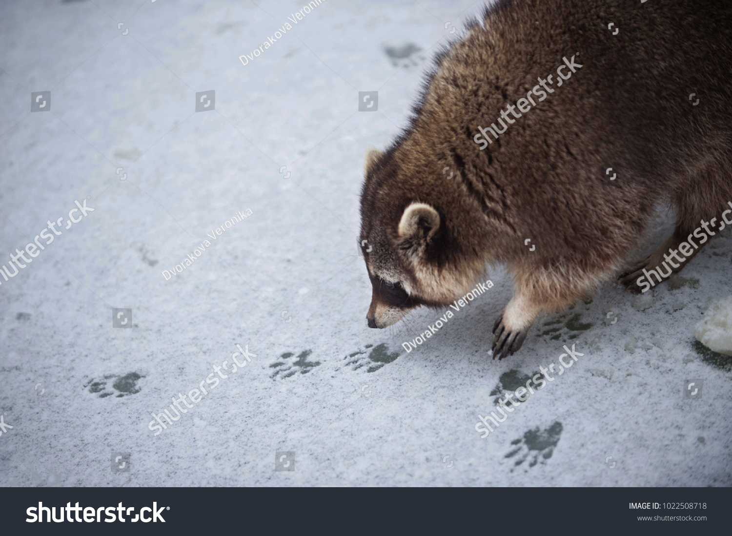 Raccoon tracks snow Images, Stock Photos & Vectors | Shutterstock