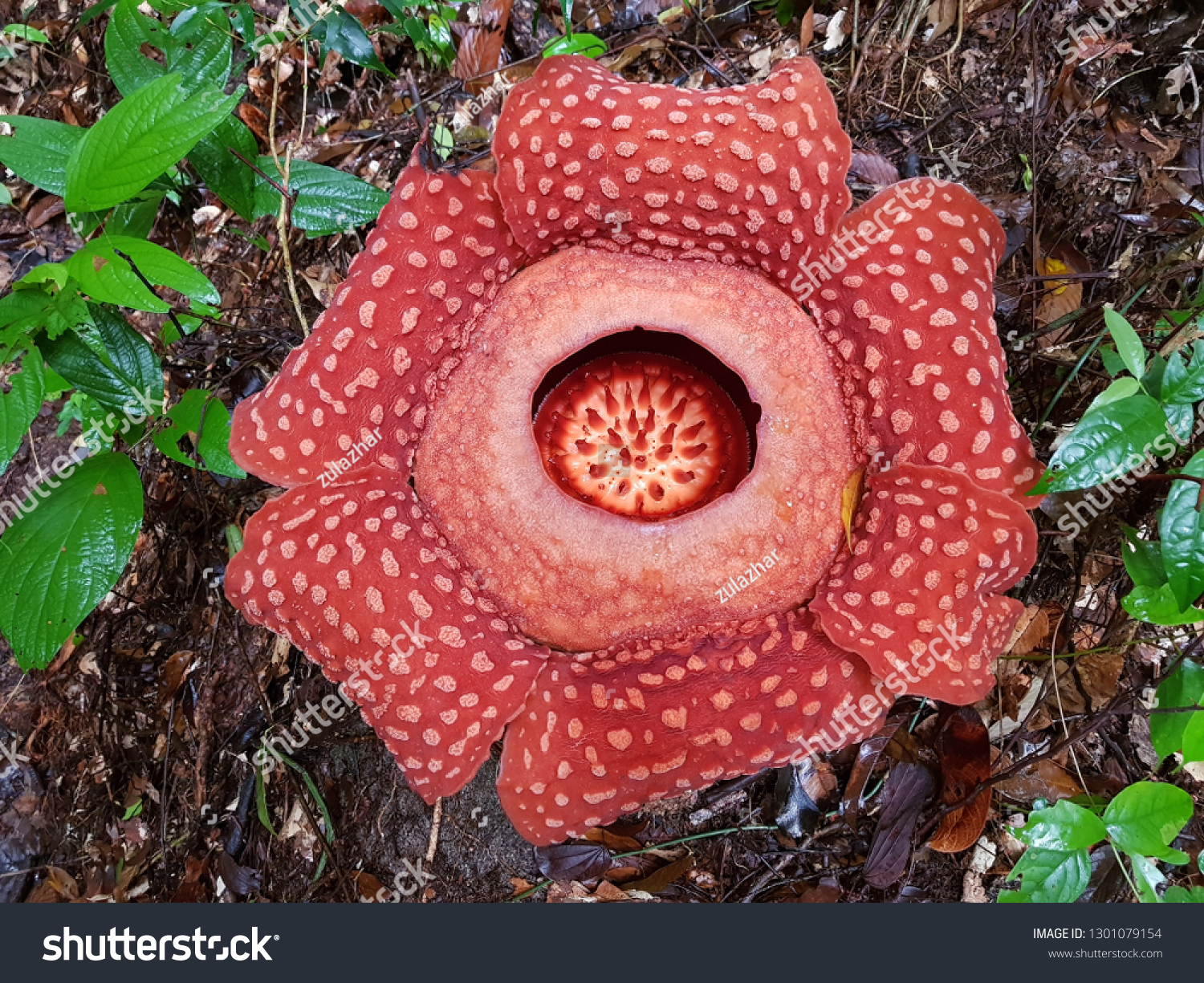 Rafflesia Bloom Gunung Gading National Park Stock Photo Edit Now 1301079154