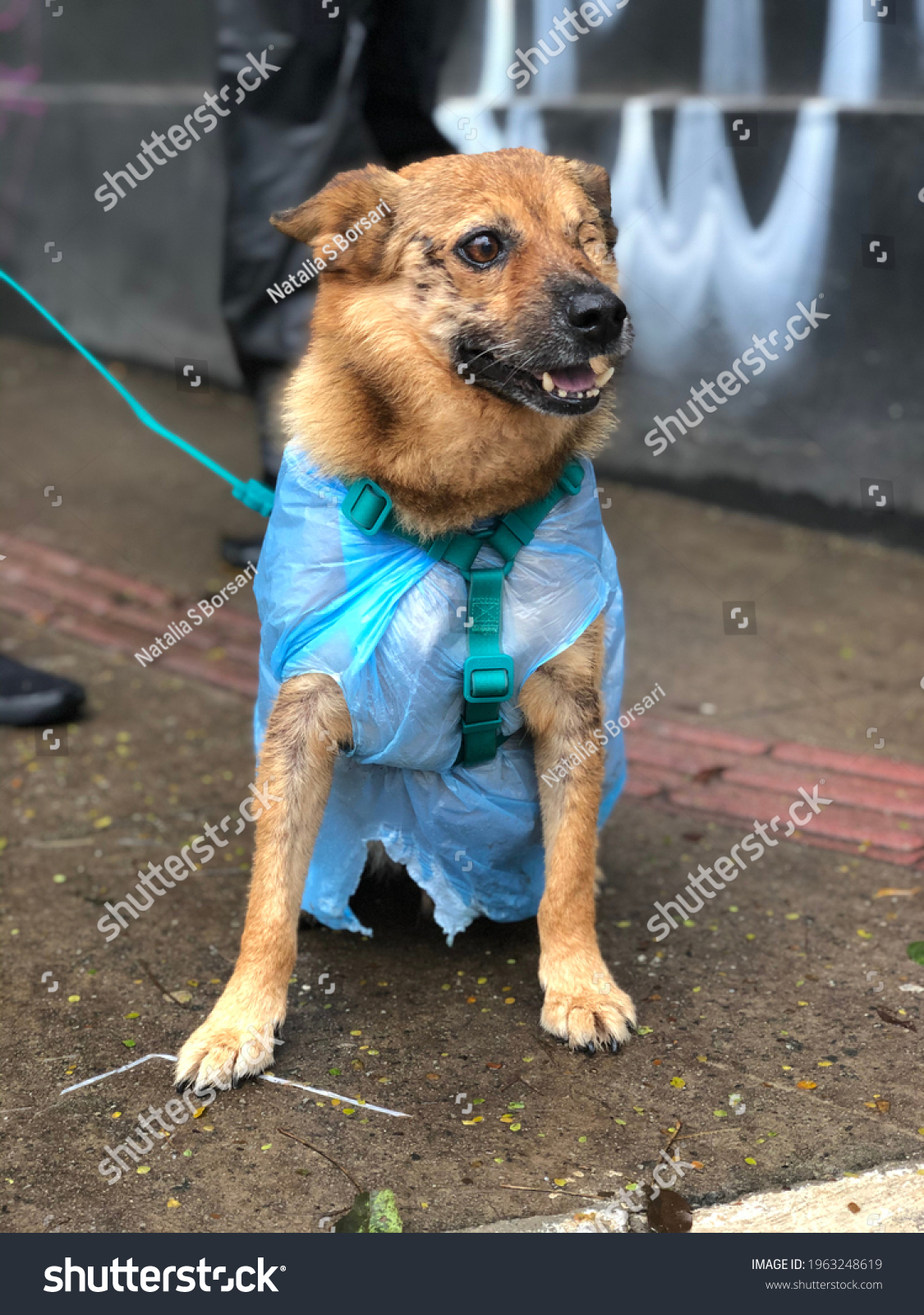 Real Brazilian Dog Caramel Dog On Stock Photo (Edit Now) 1963248619