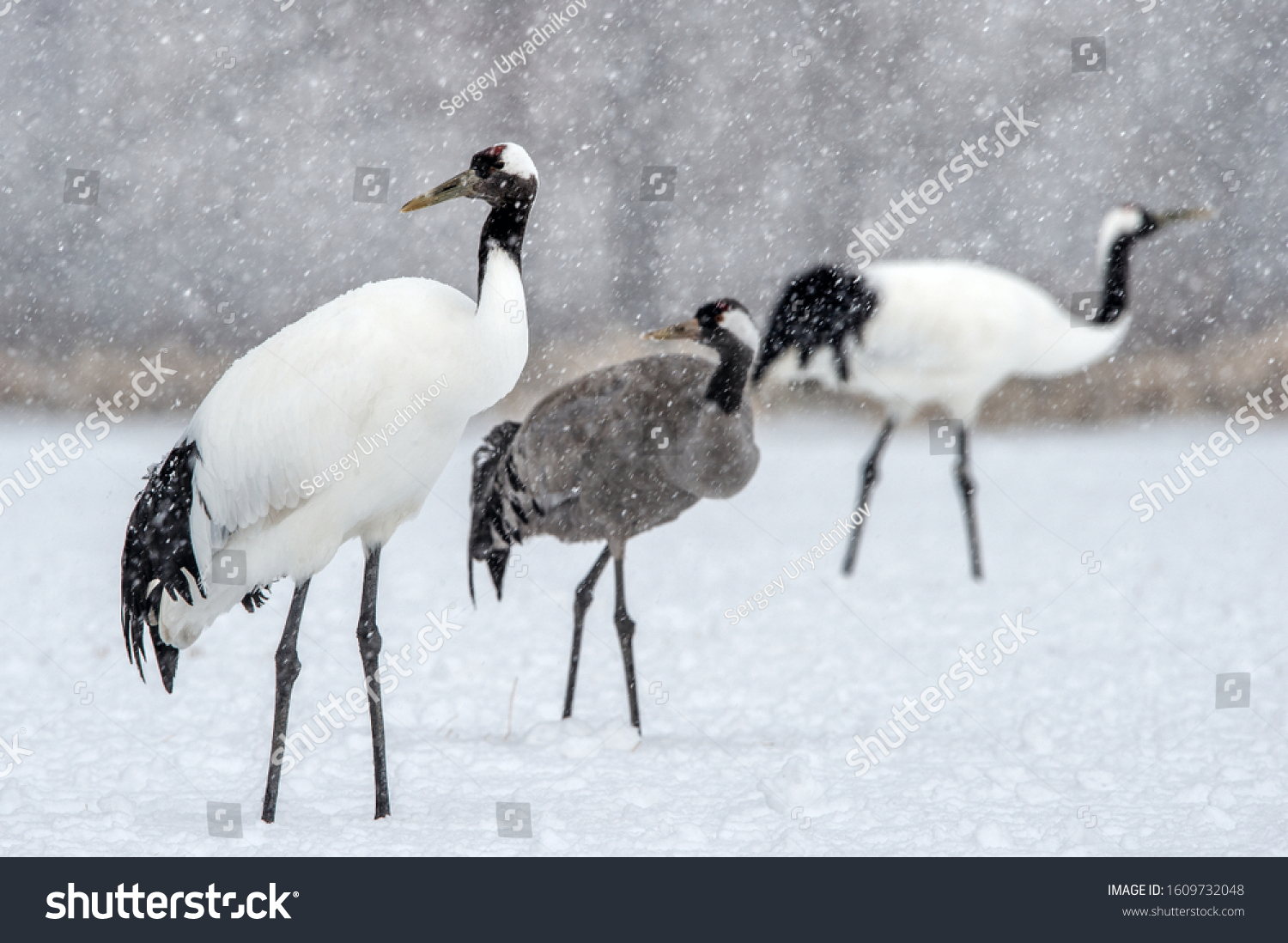 Redcrowned Cranes Eurasian Crane Scientific Name Stock Photo 1609732048 ...