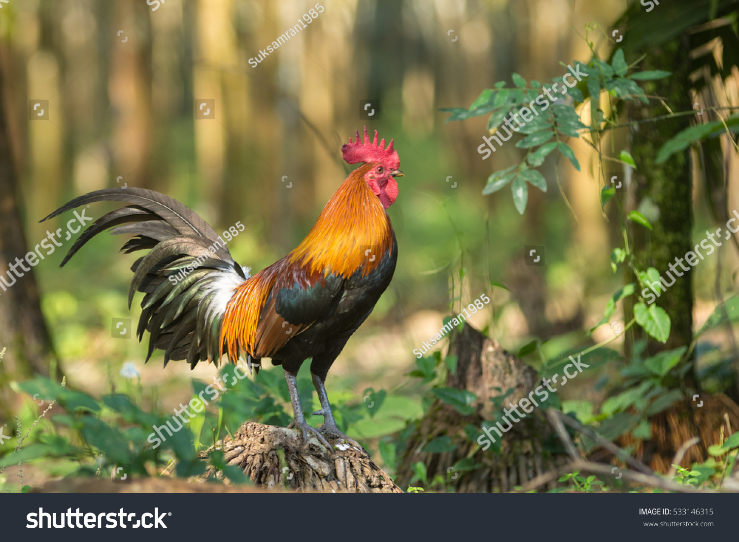 Red Junglefowl Gallus Galluswild Chickens Nature Stock Photo 533146315 ...