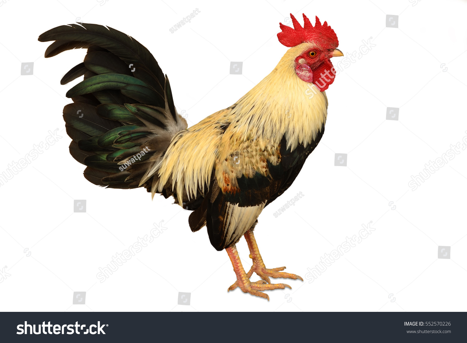 Red Junglefowl Gallus Galluswild Chickens On Stock Photo 552570226 ...