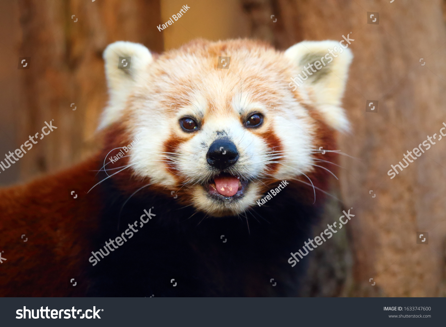 Red Panda Ailurus Fulgens Fire Fox の写真素材 今すぐ編集