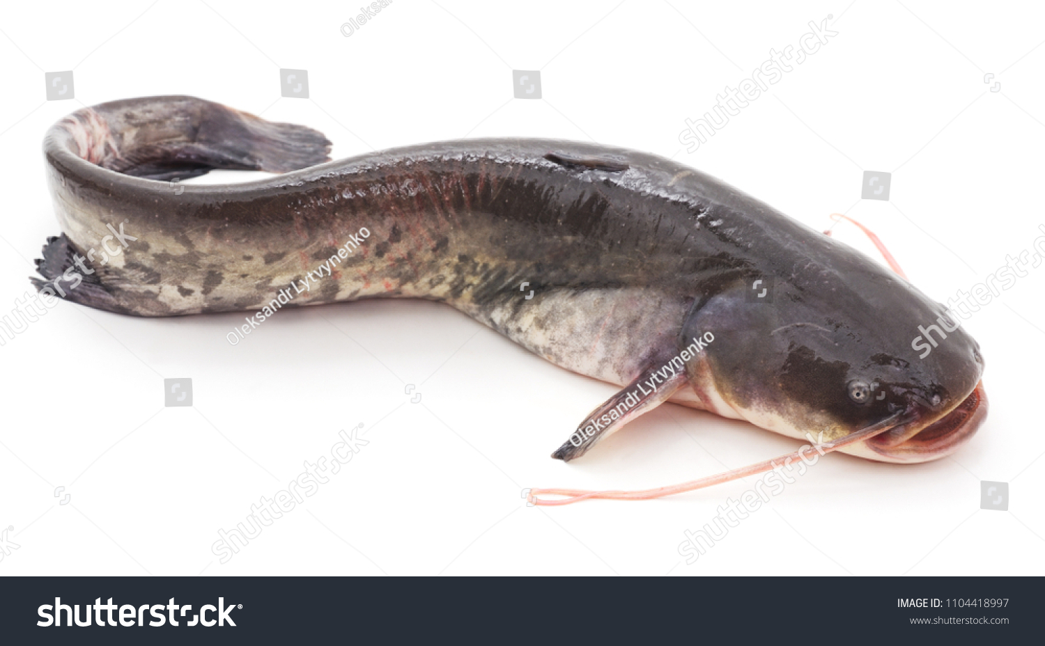 River Catfish Isolated On White Background Stock Photo 1104418997 ...