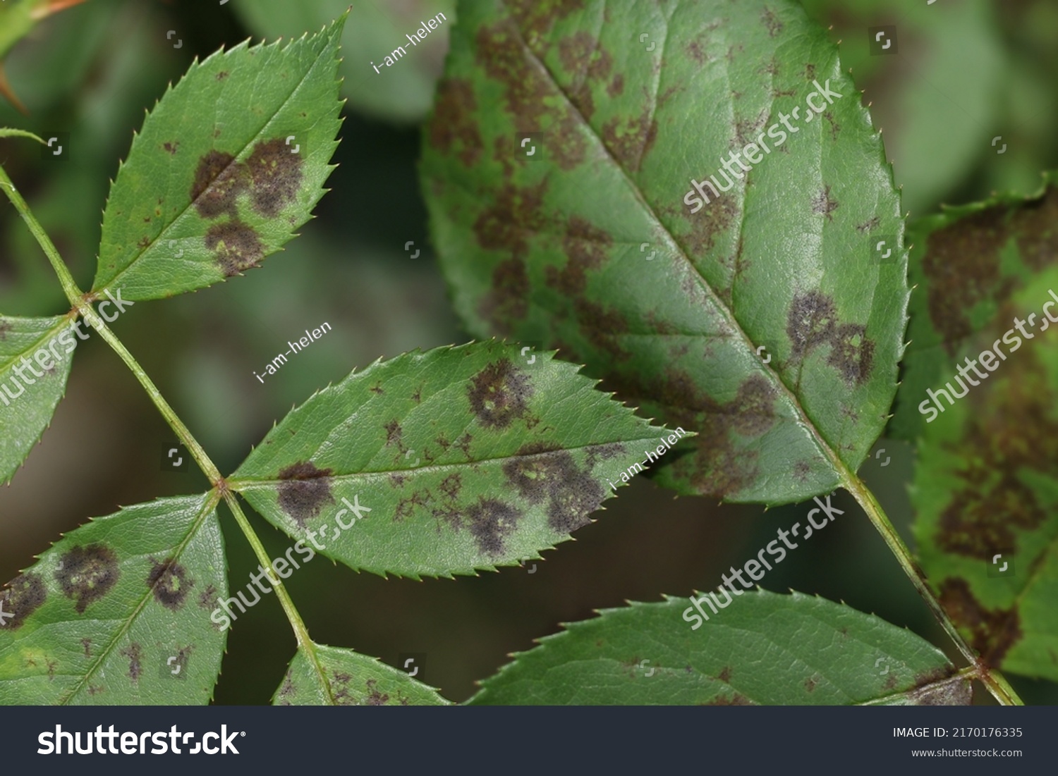 Rose Black Spot Disease Caused By Stock Photo 2170176335 Shutterstock