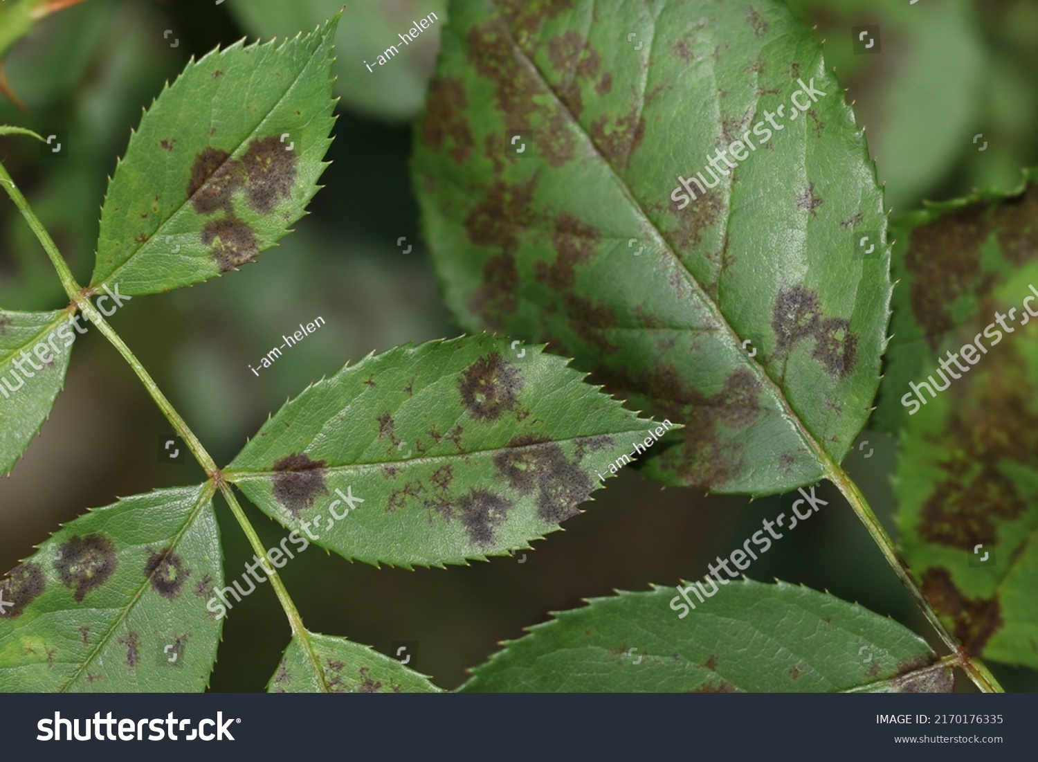 rose-black-spot-disease-caused-by-stock-photo-2170176335-shutterstock