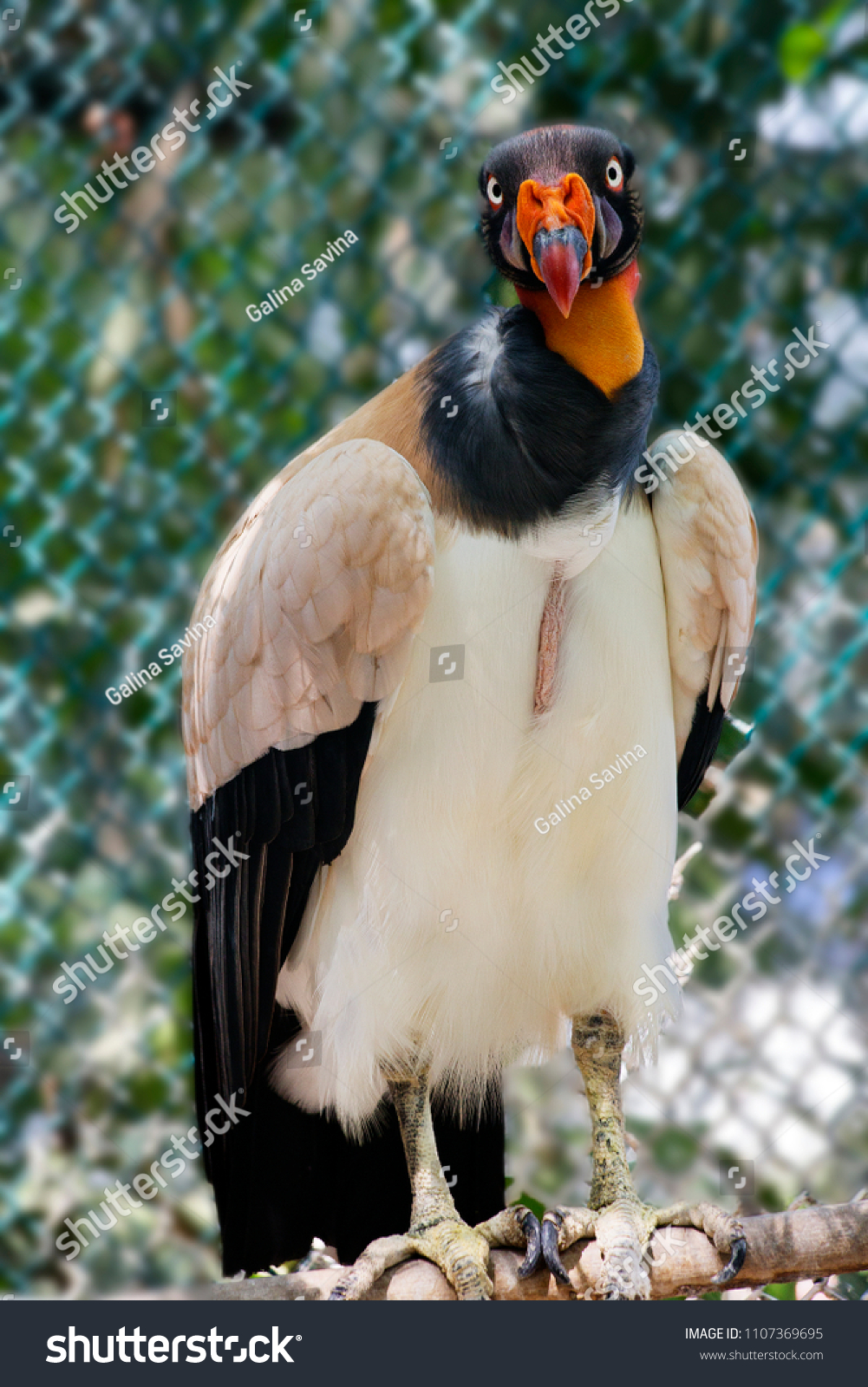 Royalty Vulture Royalty Vulture Bird Large Stock Photo Edit Now 1107369695,Porcini Mushrooms Near Me