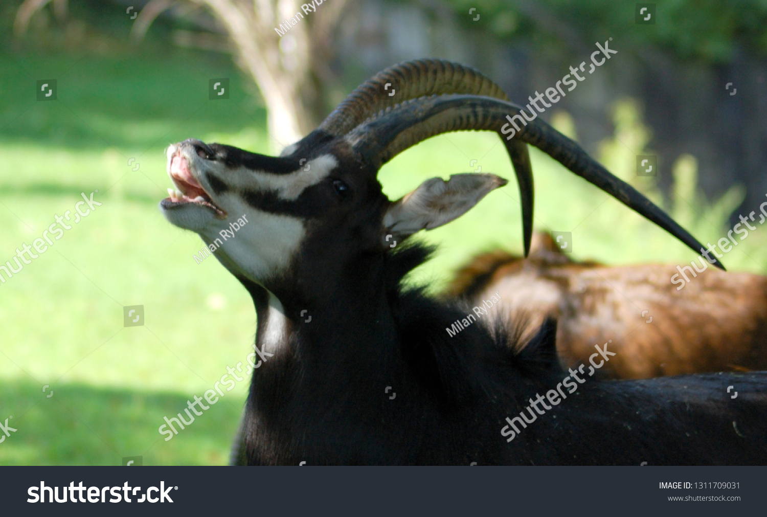 Sable Antelope Hippotragus Niger Antelope Which Stock Photo Edit Now