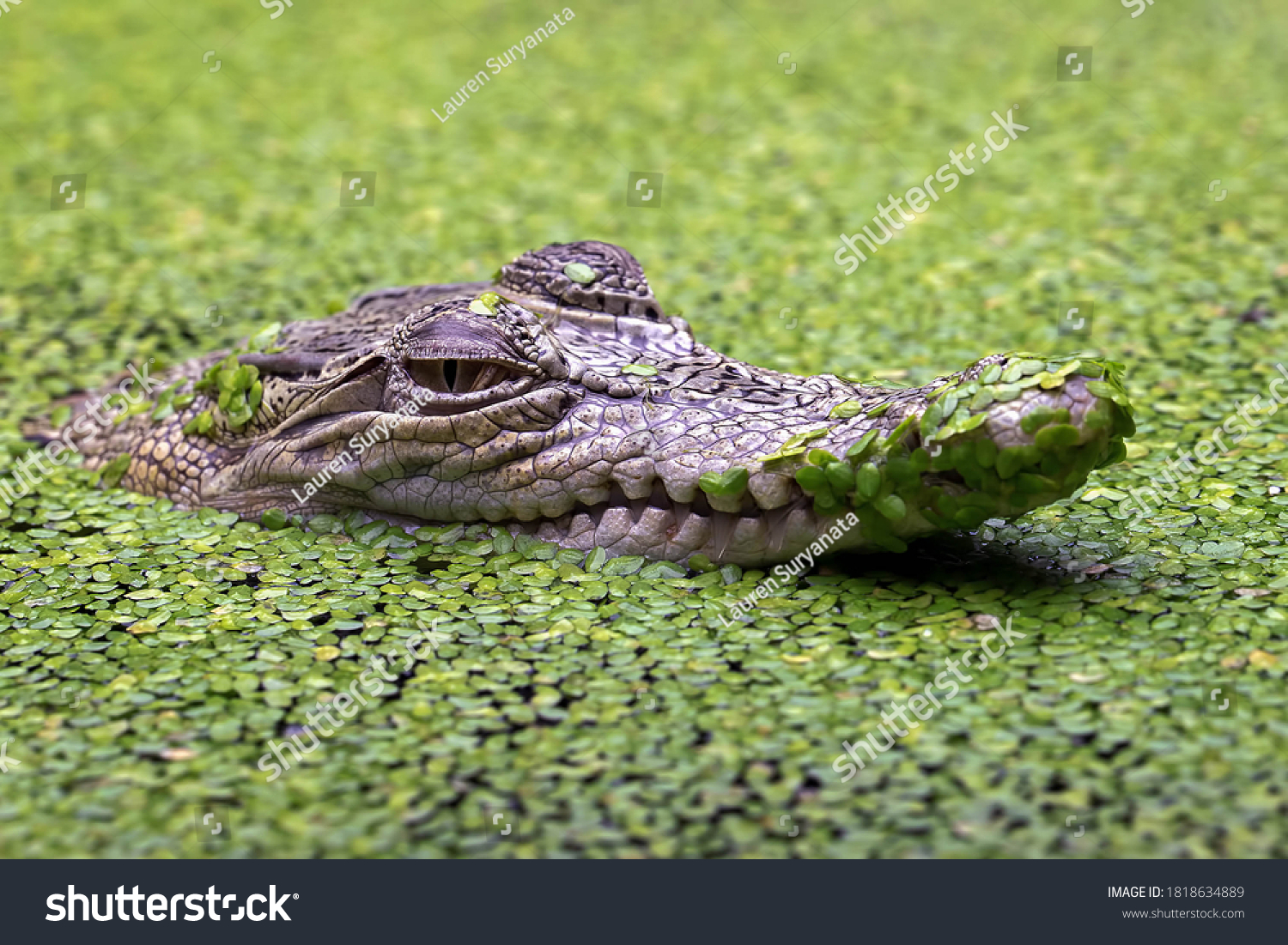 Saltwater Crocodile Crocodylus Porosus Crocodilian Native Stock Photo