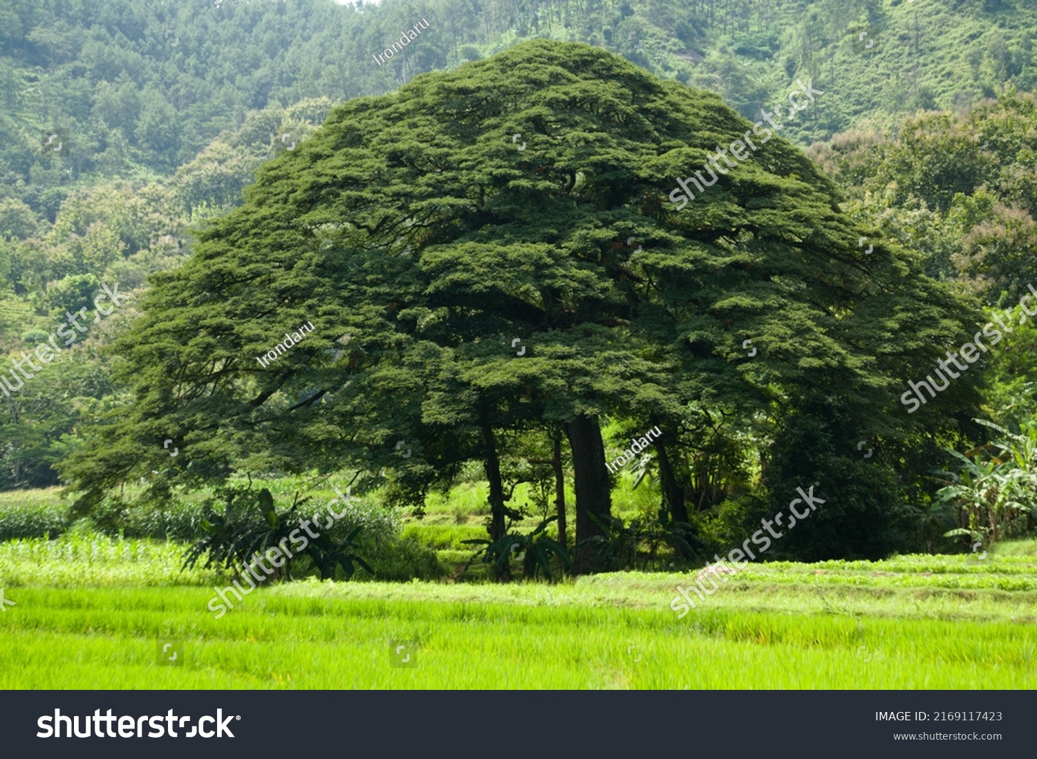 5,950 fotos de Saman Fotos, imágenes y otros productos fotográficos de stock Shutterstock