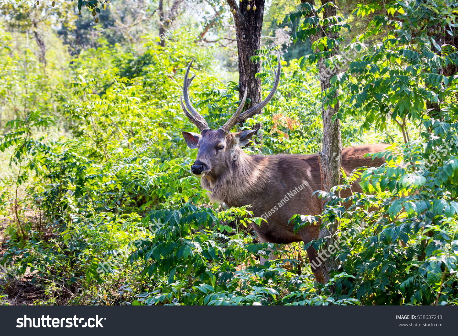 The Sambar Is A Large Deer Native To The Indian Subcontinent, Southern ...