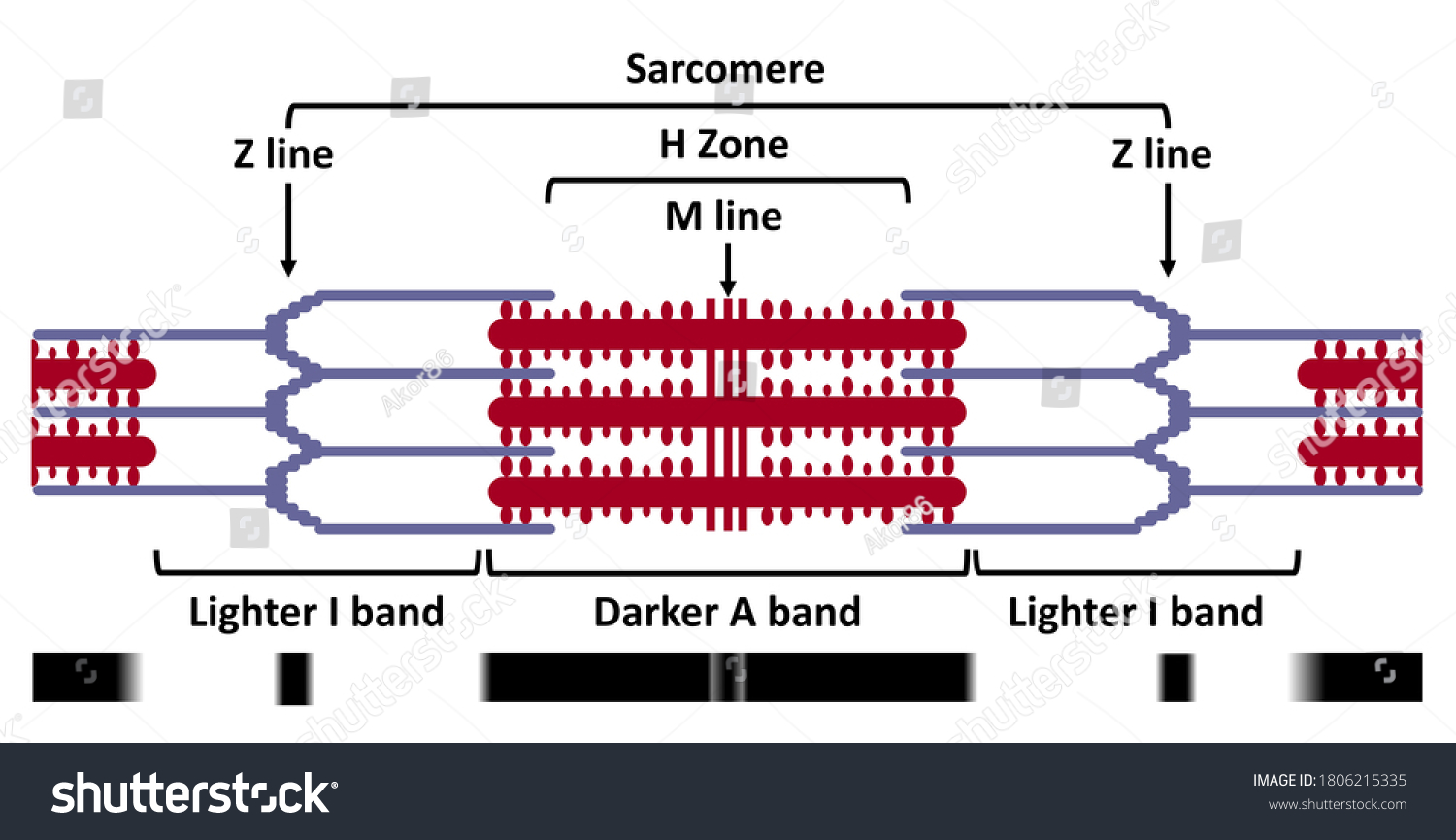 myofilament-shutterstock
