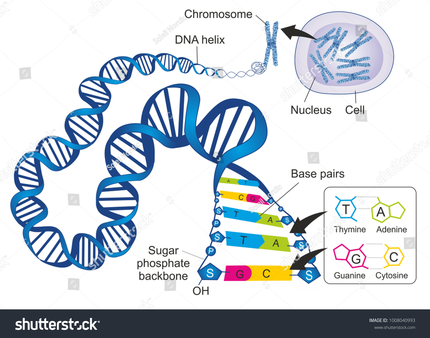 Schematic Illustration Shows Structure Double Stranded Stock ...