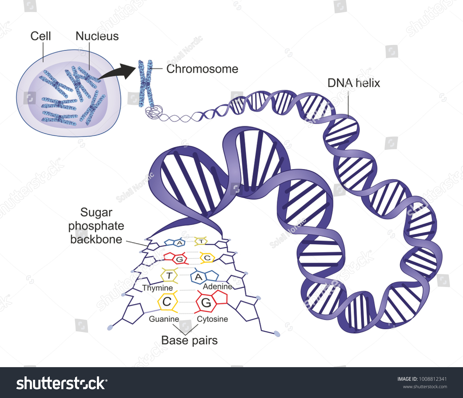 Schematic Illustration Shows Structure Double Stranded Stock ...