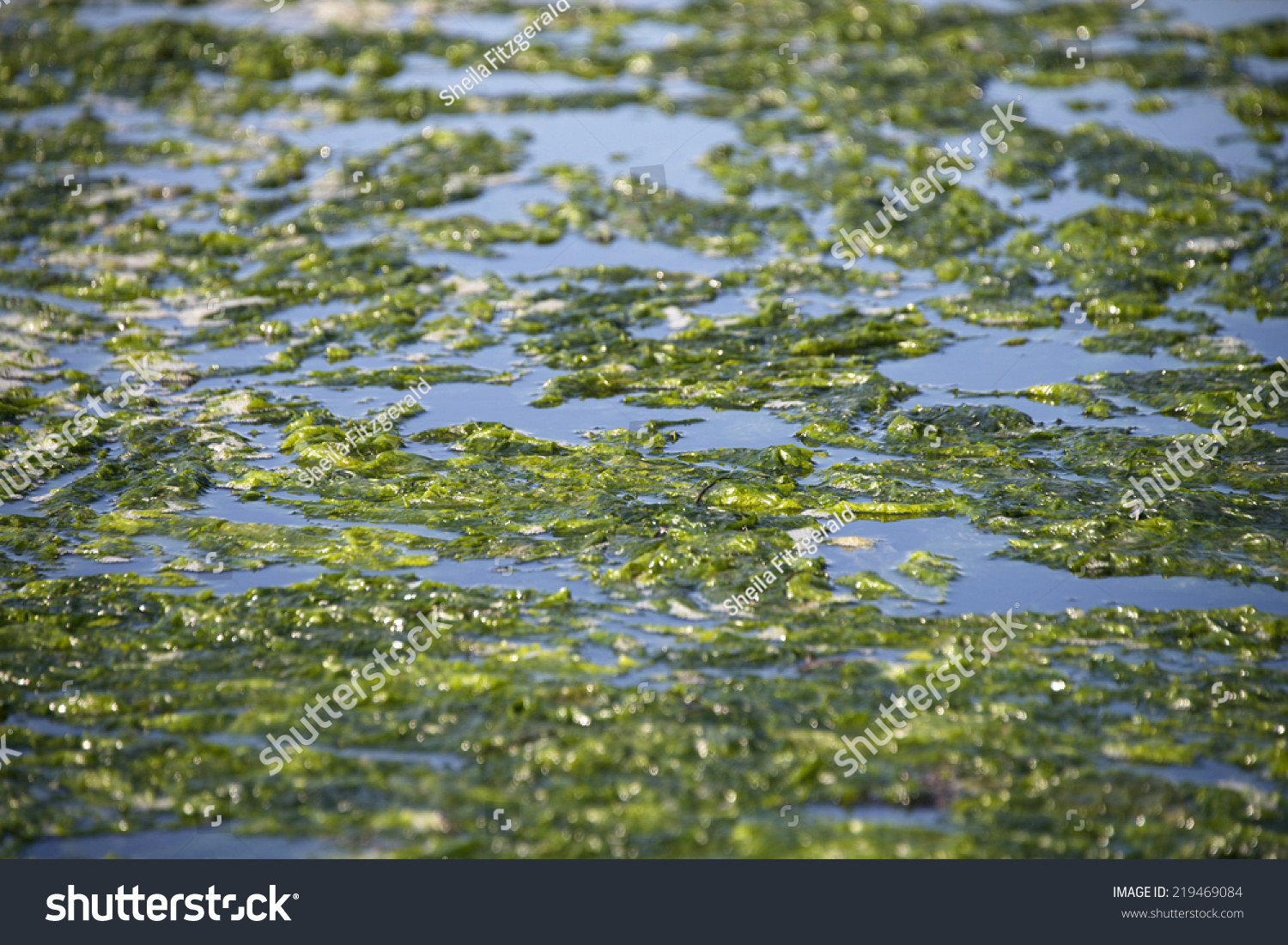 edible green algae