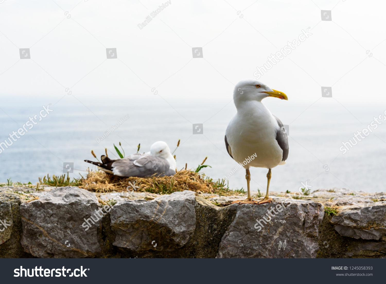 8,305 Seagull nest Images, Stock Photos & Vectors | Shutterstock