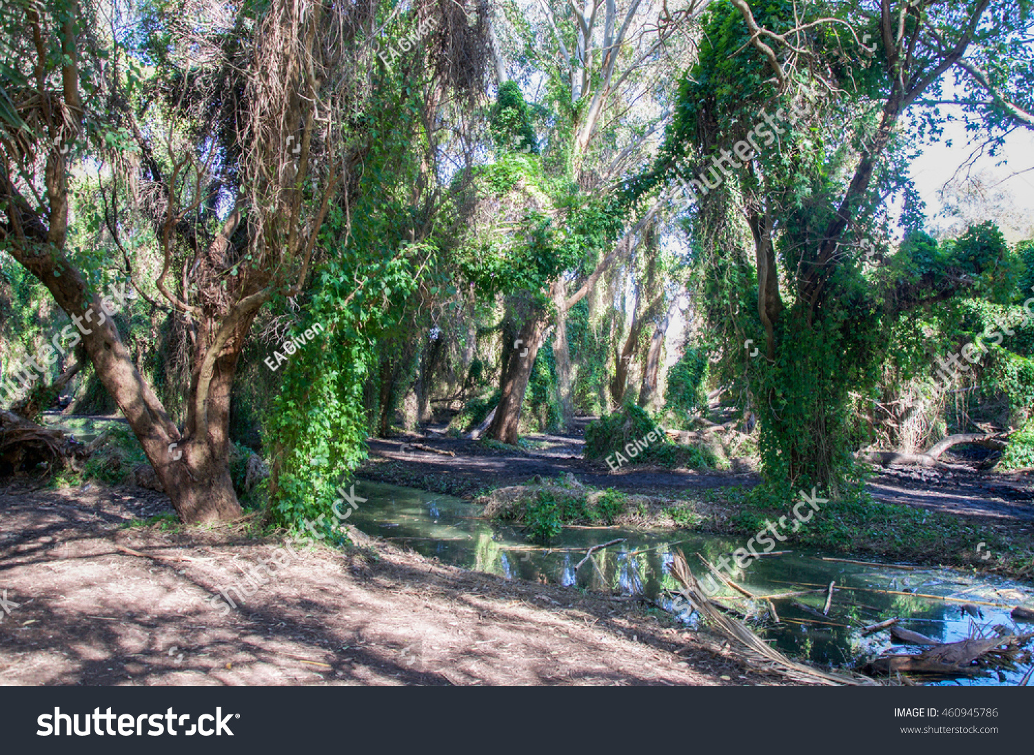 Secret Garden Ravine Native Flora Careniup Stock Photo Edit Now