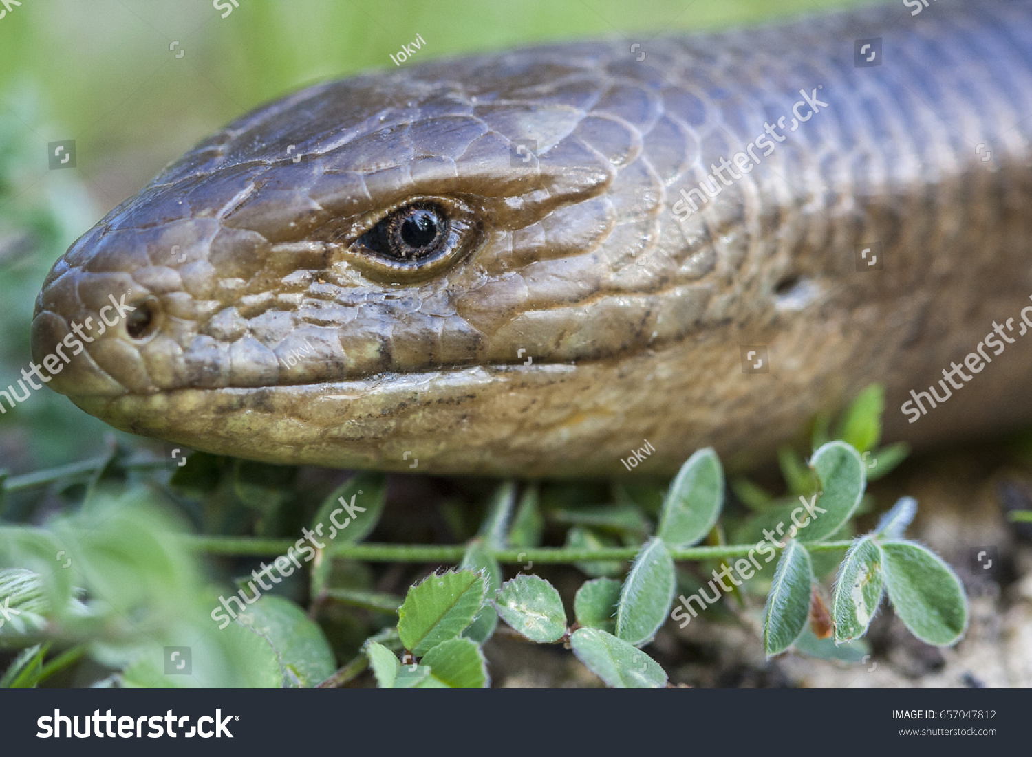 Sheltopusik Commonly Called Pallas Glass Lizard Stock Photo 657047812 ...