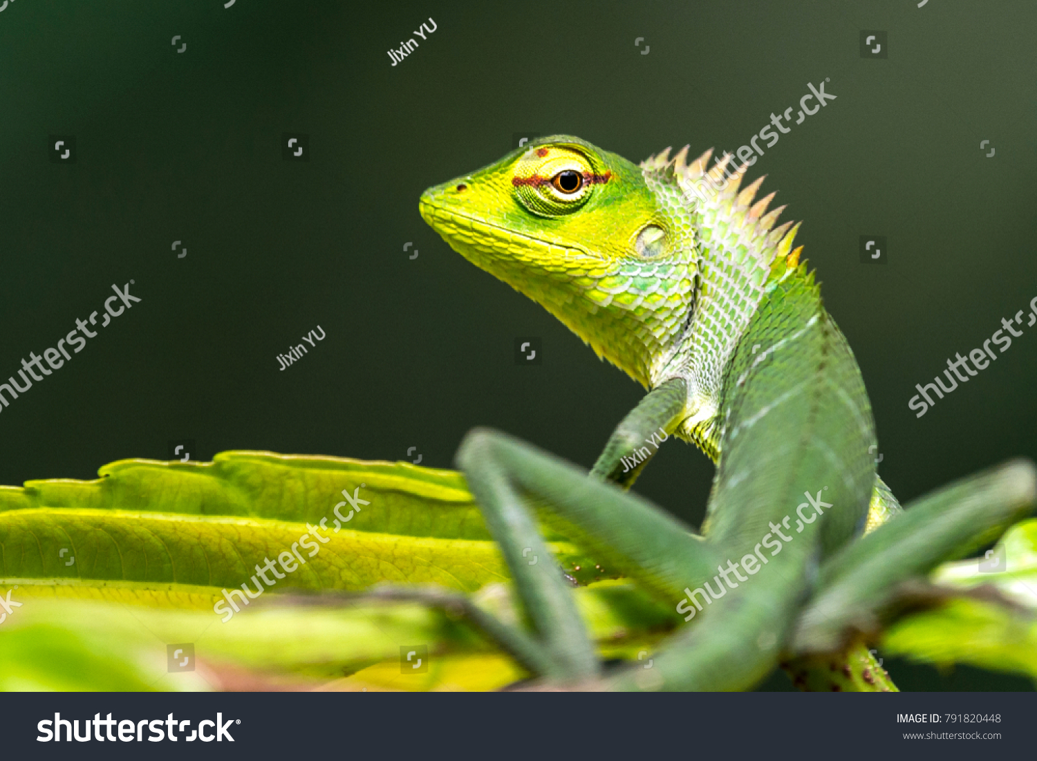 Small-scaledvariablelizard Images, Stock Photos & Vectors | Shutterstock