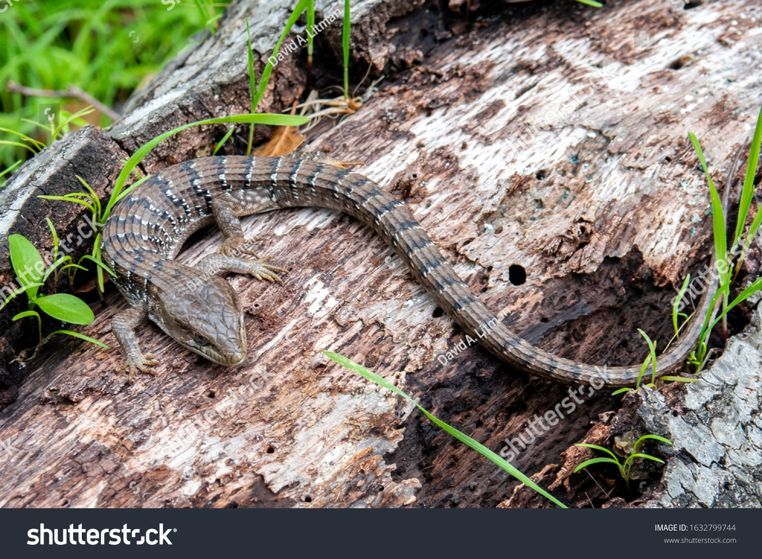 213 Southern Alligator Lizard Images Stock Photos And Vectors Shutterstock