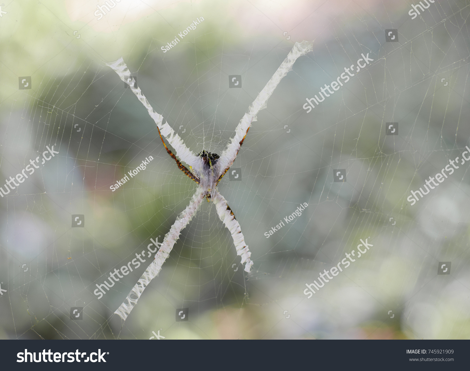 the writing spider argiope aurantia