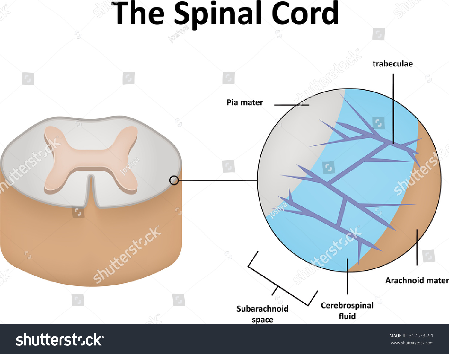 Spinal Cord Cross Section Stock Illustration 312573491