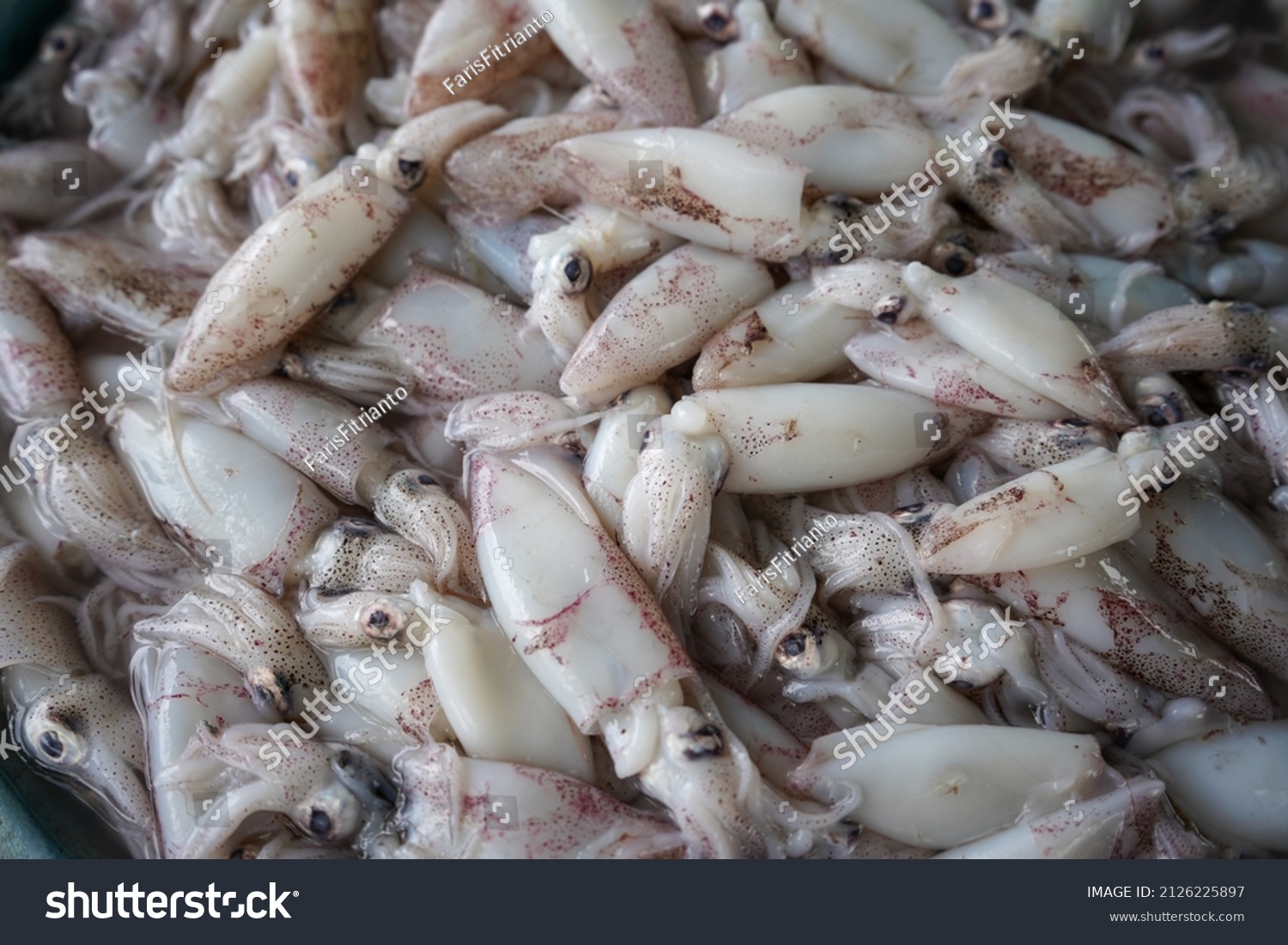 46,434 Squid market Images, Stock Photos & Vectors | Shutterstock