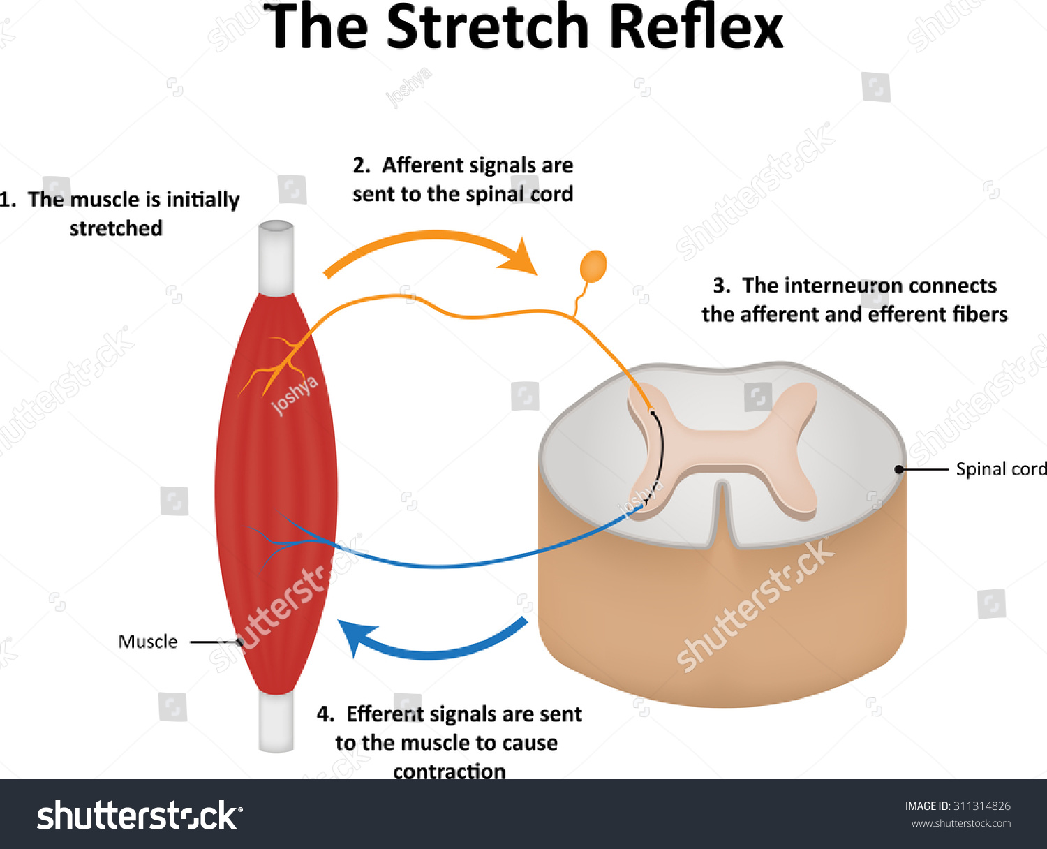 Stretch Reflex Stock Illustration 311314826