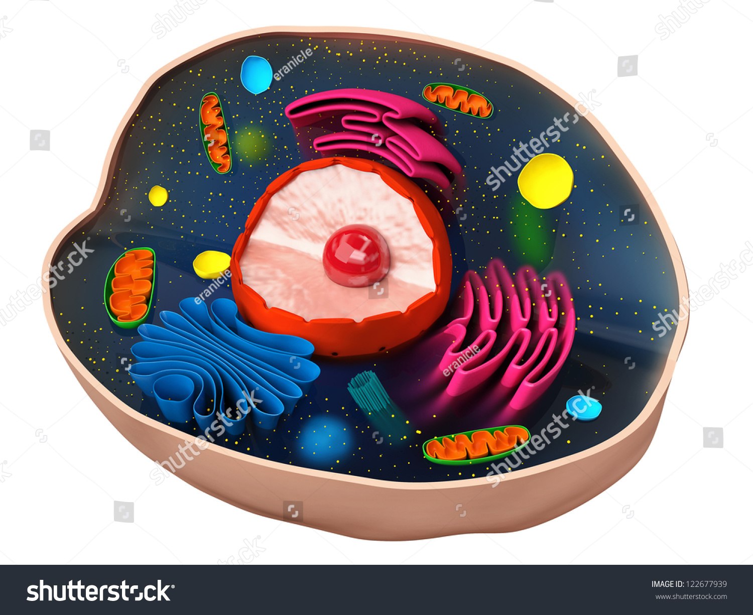 The Structure Of A Biological Cell Stock Photo 122677939 : Shutterstock