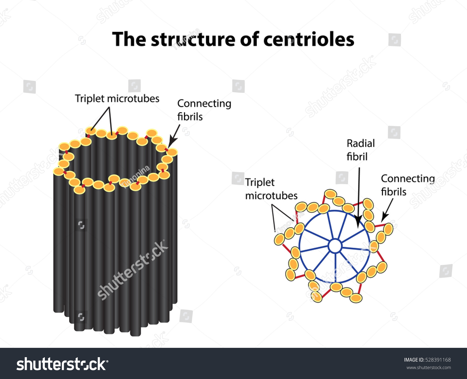 Structure Centrioles Infographics Illustration On Isolated Stock