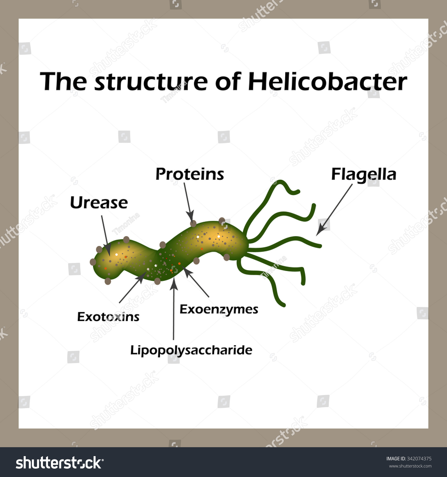 Structure Helicobacter Pylori Infographics Illustration Stock ...