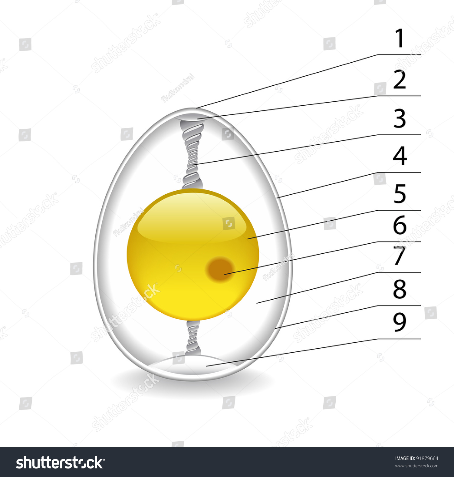 structure-egg-shown-image-stock-illustration-91879664-shutterstock