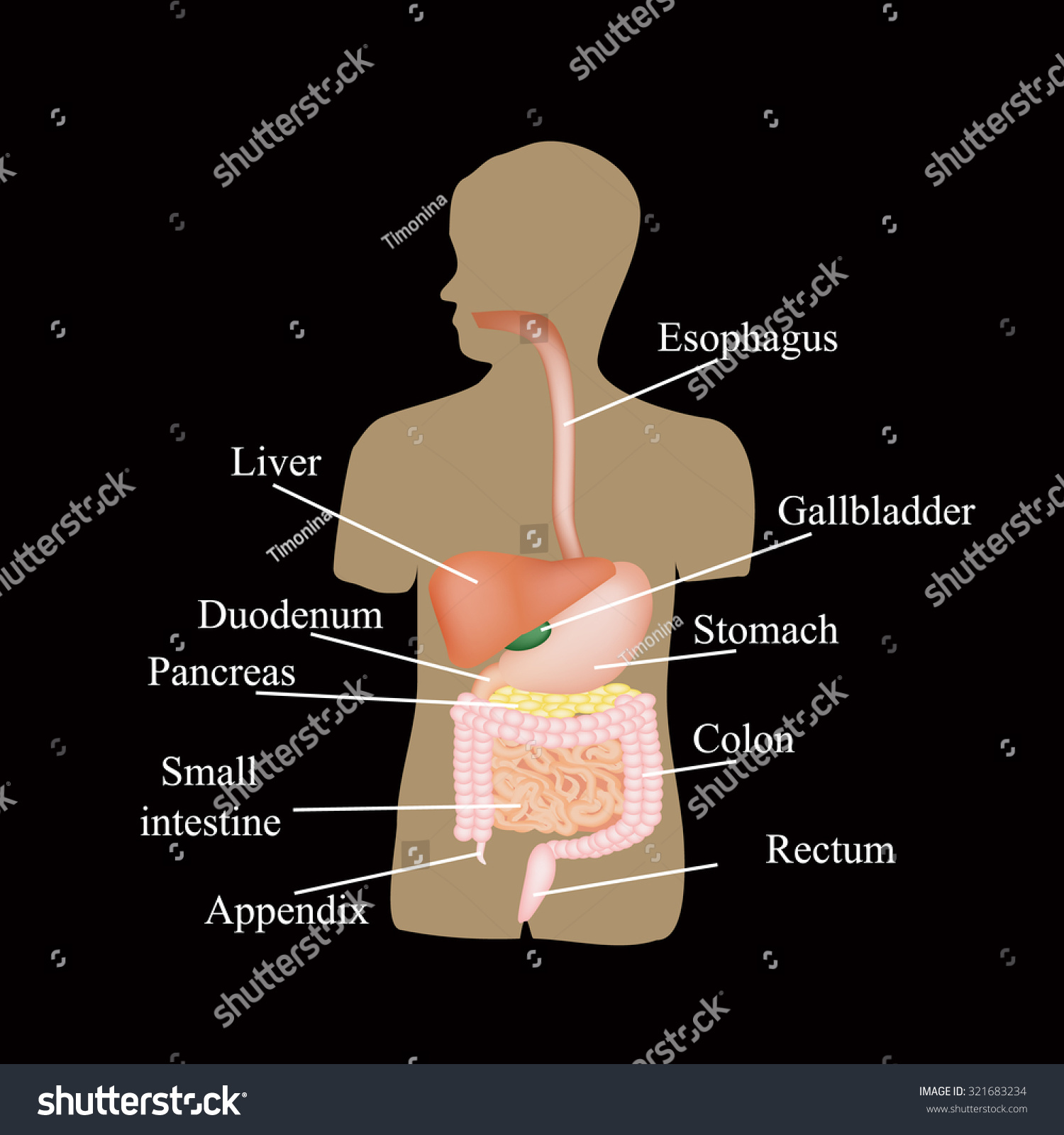 Structure Gastrointestinal Tract Human Anatomy Illustration Stock 