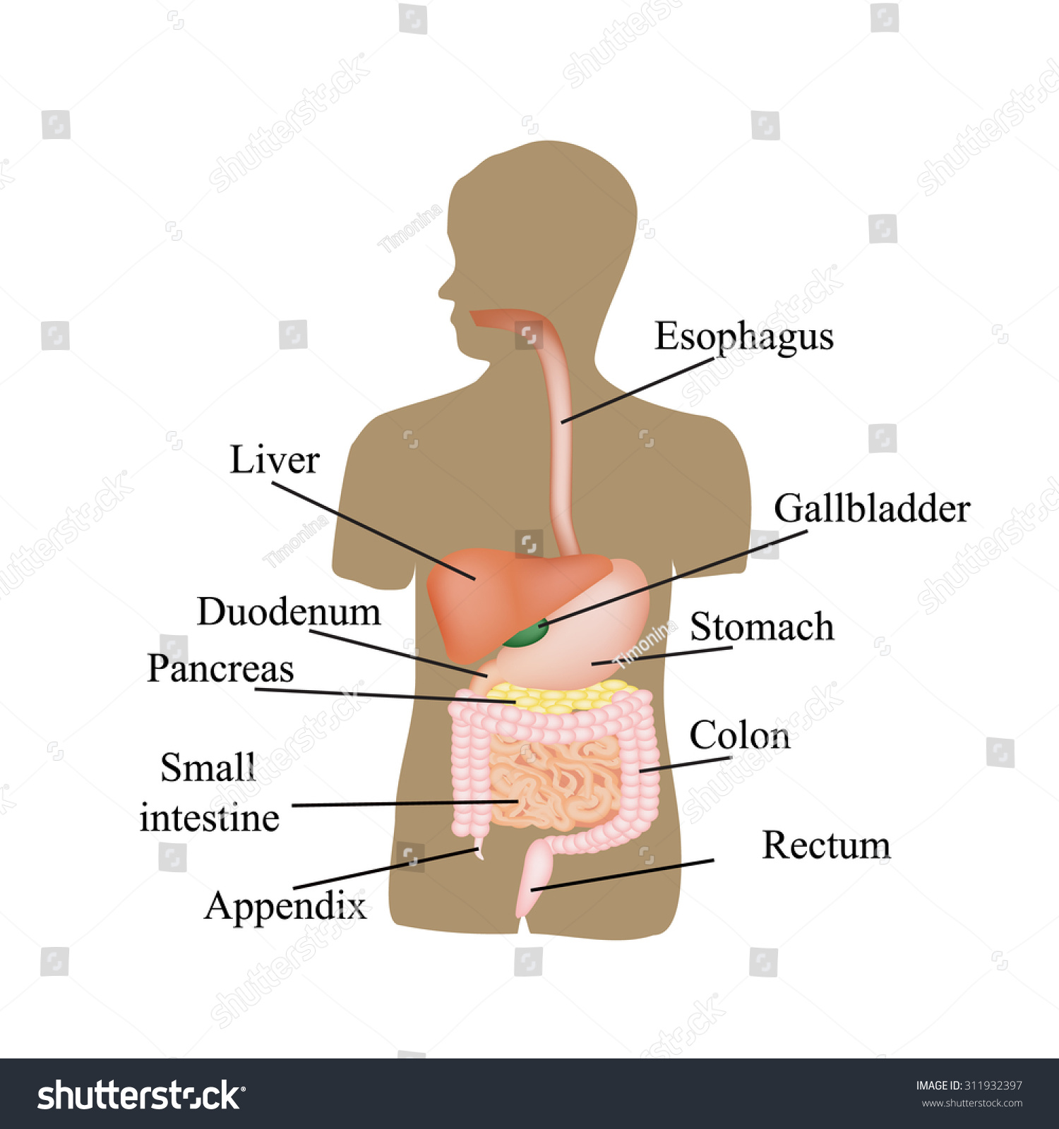 The Structure Of The Gastrointestinal Tract. Human Anatomy ...