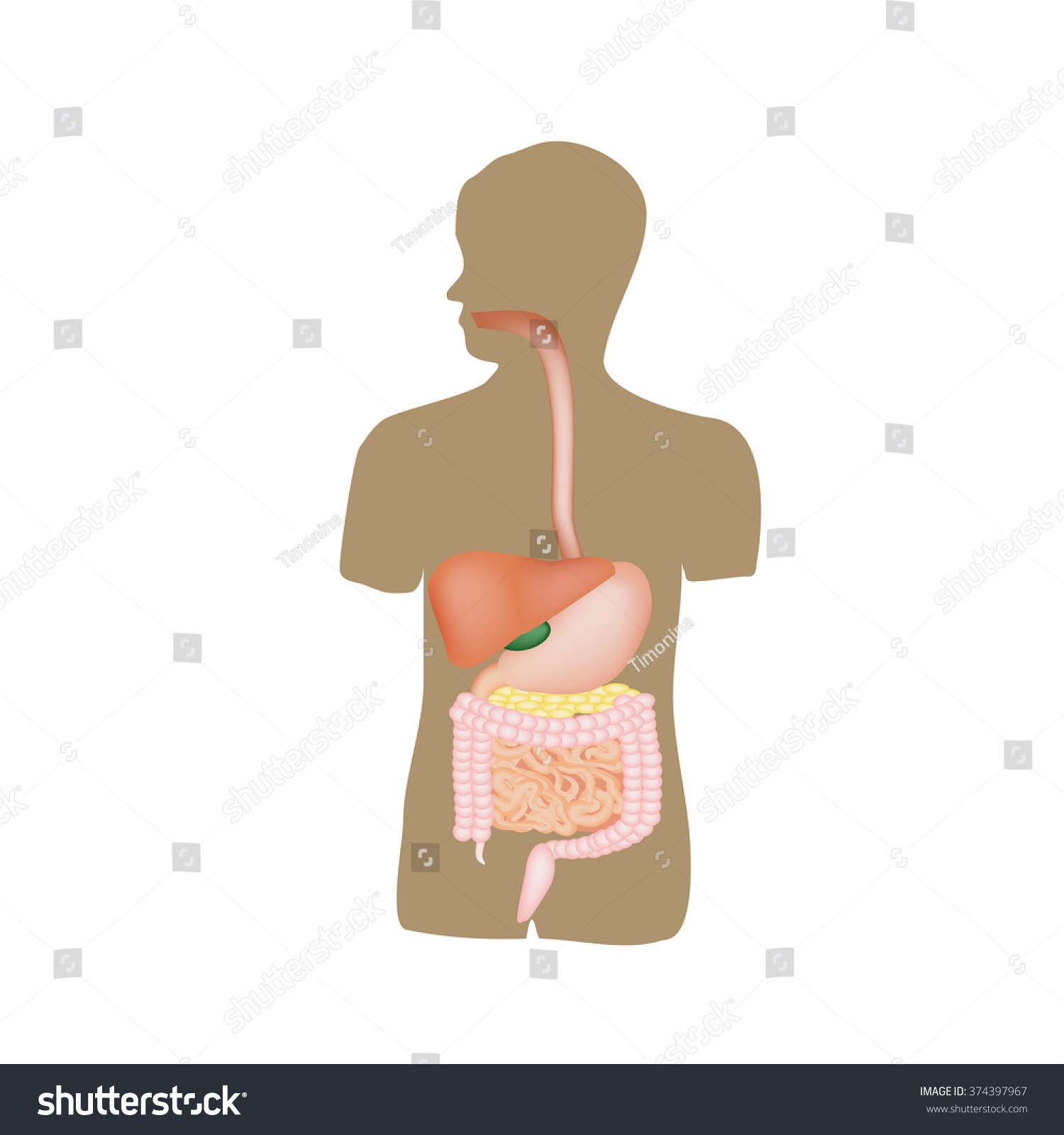 Structure Gastrointestinal Tract Human Anatomy Illustration Stock ...